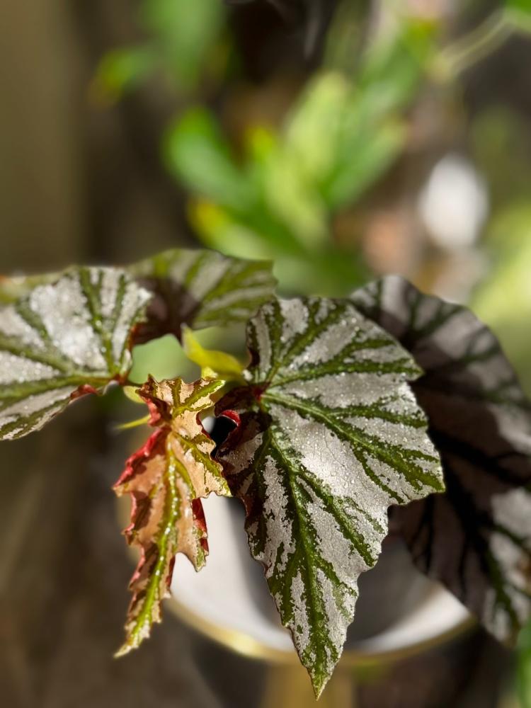 BEGONIA REX MIX VARIETY