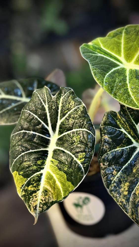 ALOCASIA BLACK VELVET GOLD