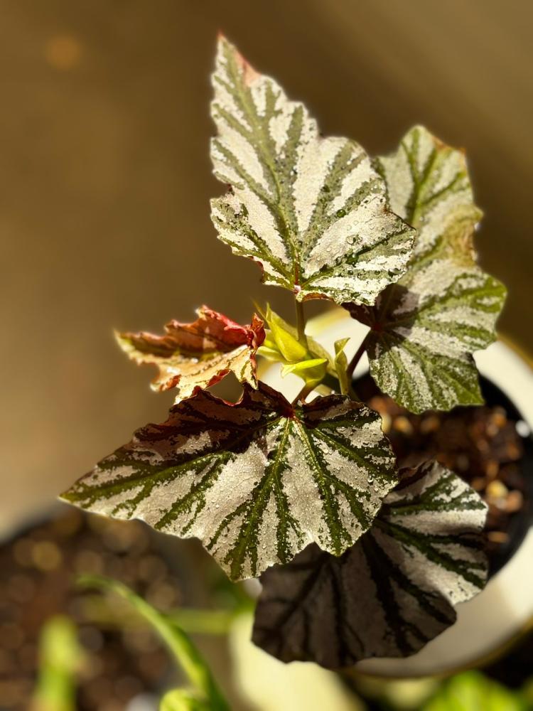 BEGONIA REX MIX VARIETY