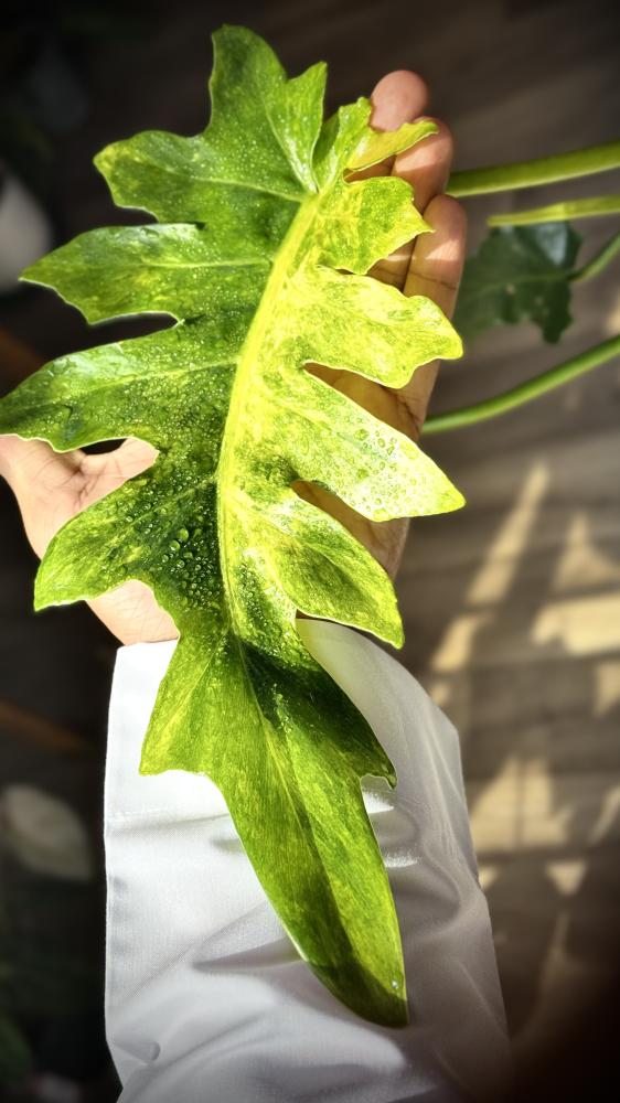 PHILODENDRON WILLIAMSII Variegated