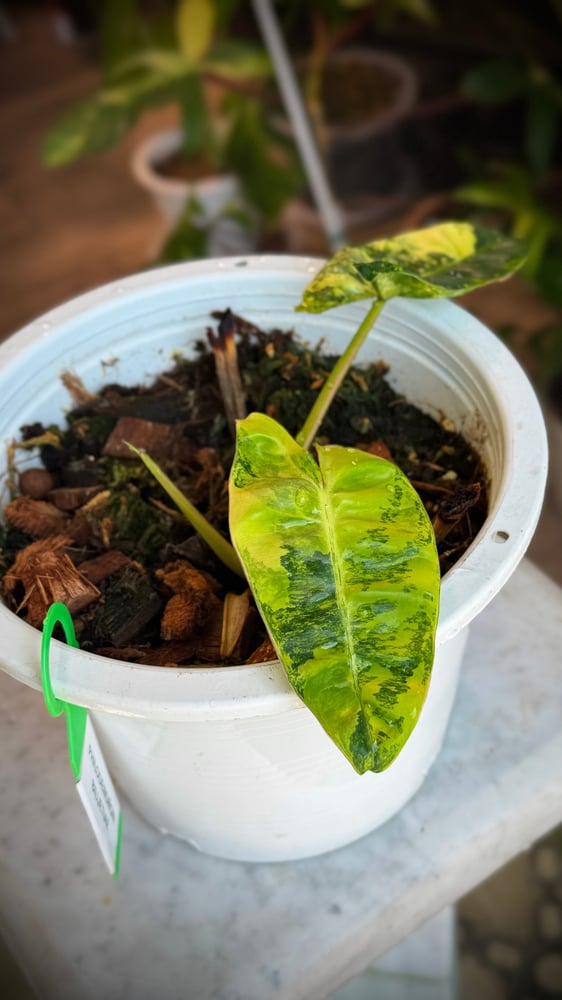 PHILODENDRON BILLIETIAE VARIEGATED