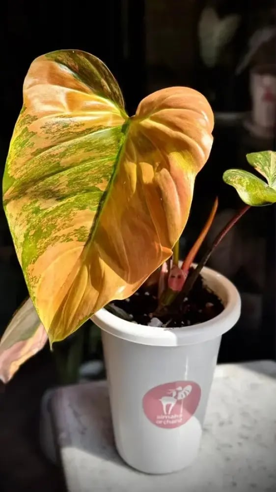 Philodendron Florida beauty x Nangaritense