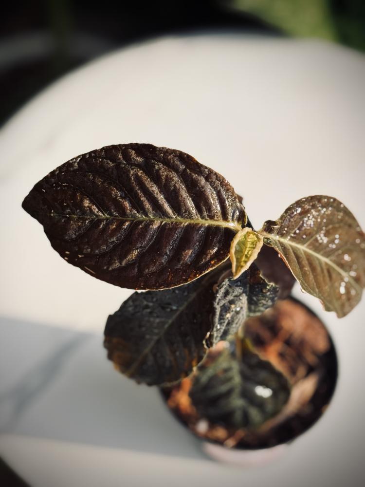 ARDISIA BLACK BOAT