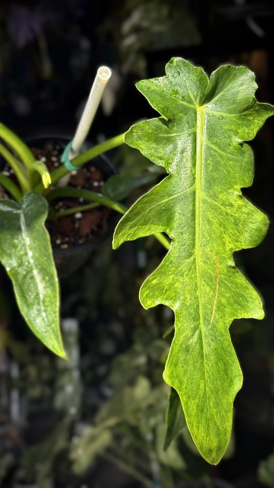 PHILODENDRON WILLIAMSII Variegated