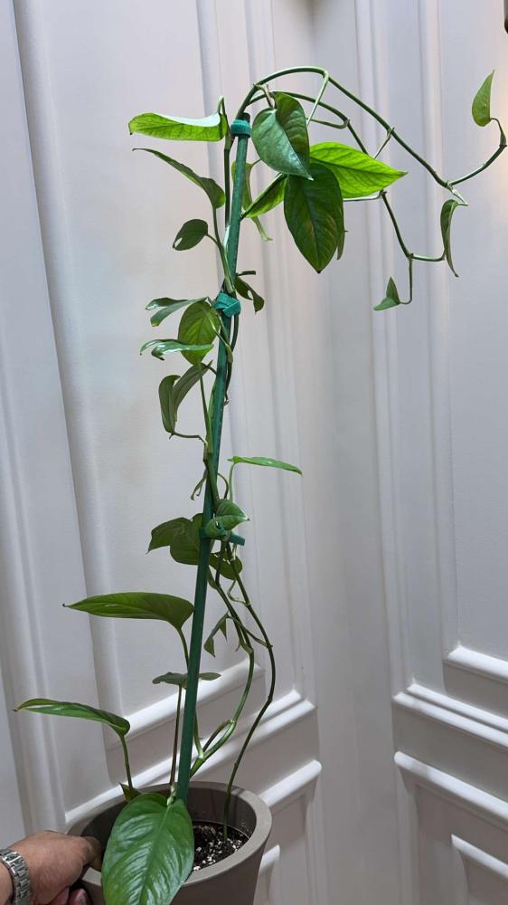 Epipremnum pinnatum ‘Marble’ green