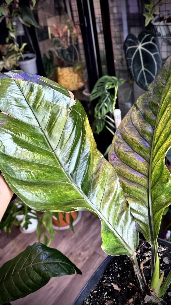 ANTHURIUM HOOKERI BIRDS NEST VARIEGATED