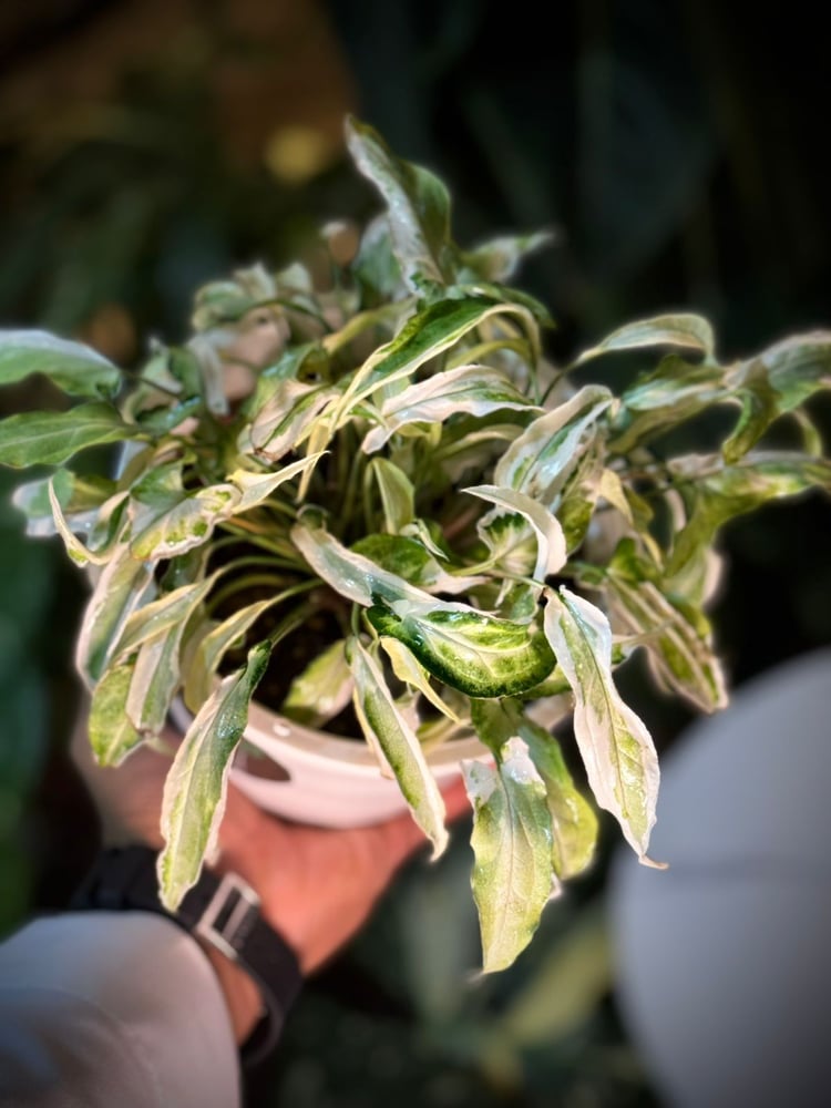 SYNGONIUM T25