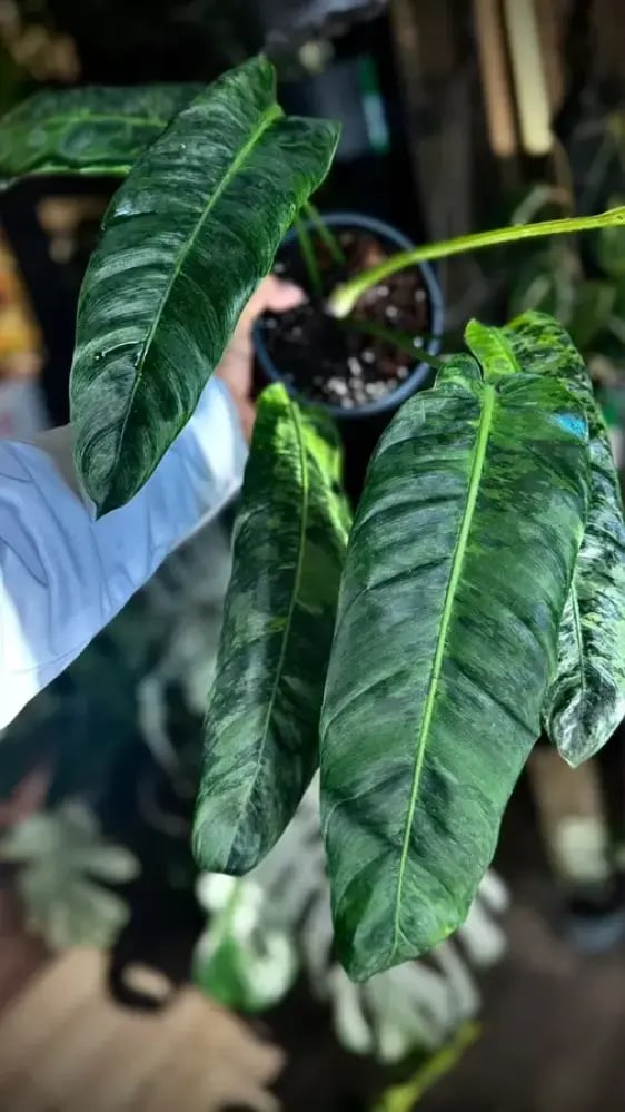 PHILODENDRON PATRICIAE