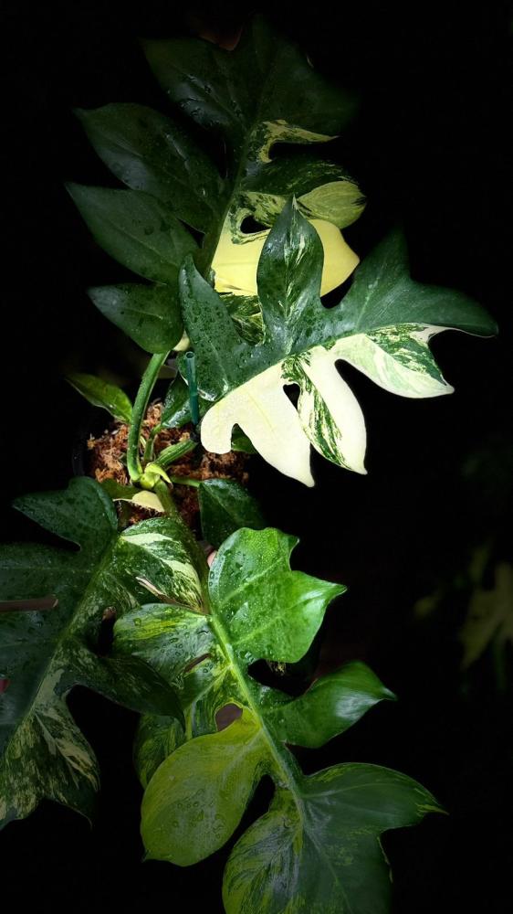 PHILODENDRON DISTANTILOBUM VARIEGATED