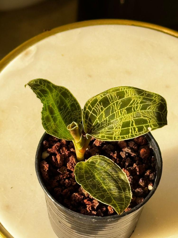 Orchid Joelle