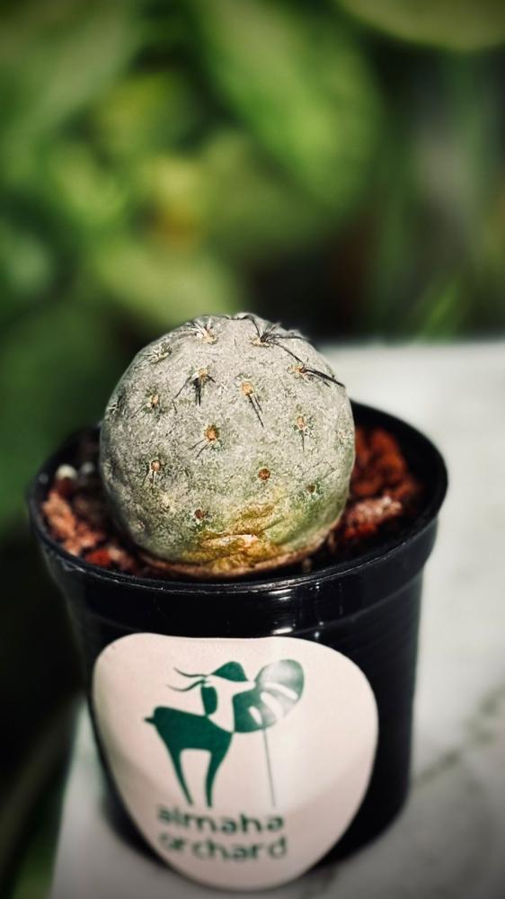 TEPHROCACTUS GEOMETRICUS