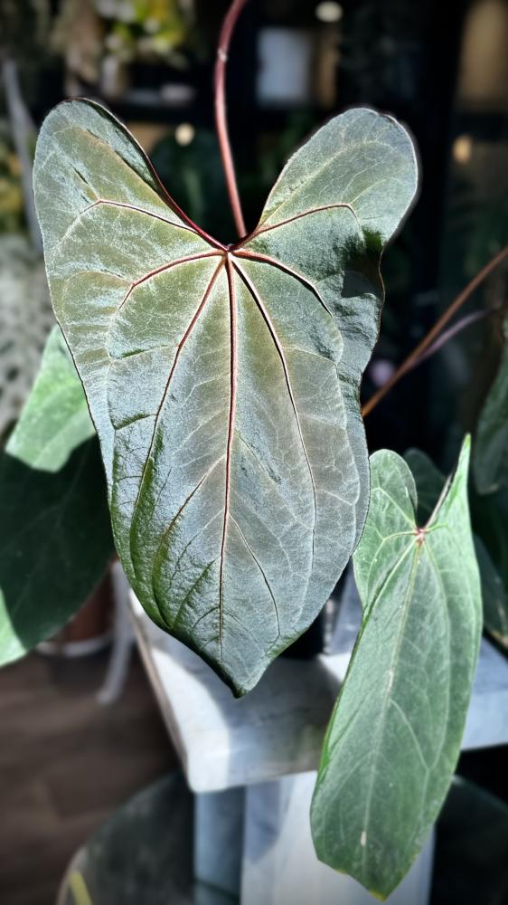 ANTHURIUM HYBRID MIX