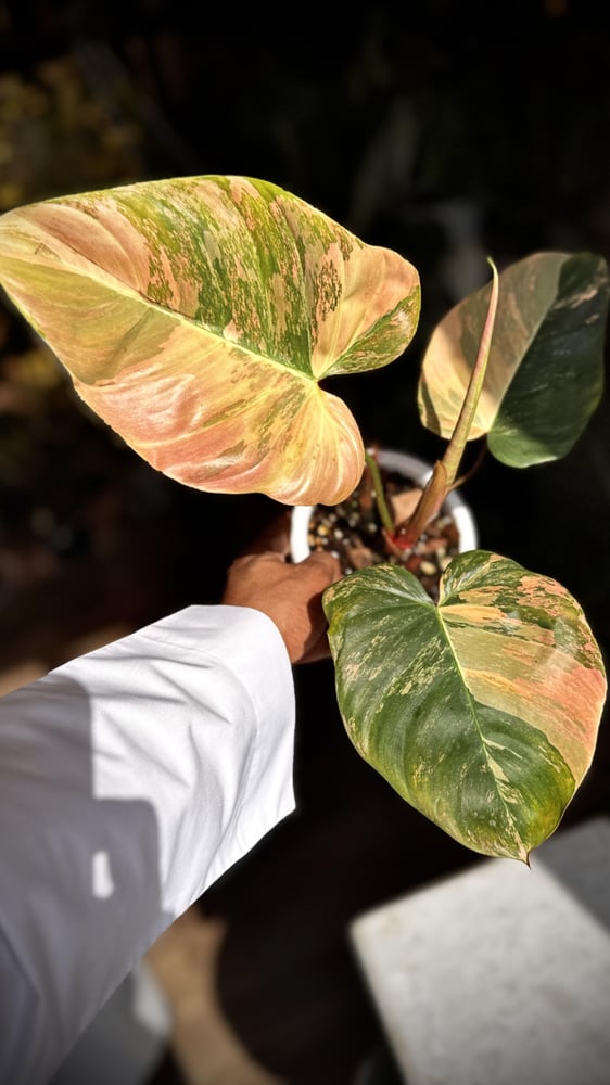 Philodendron Florida beauty x Nangaritense