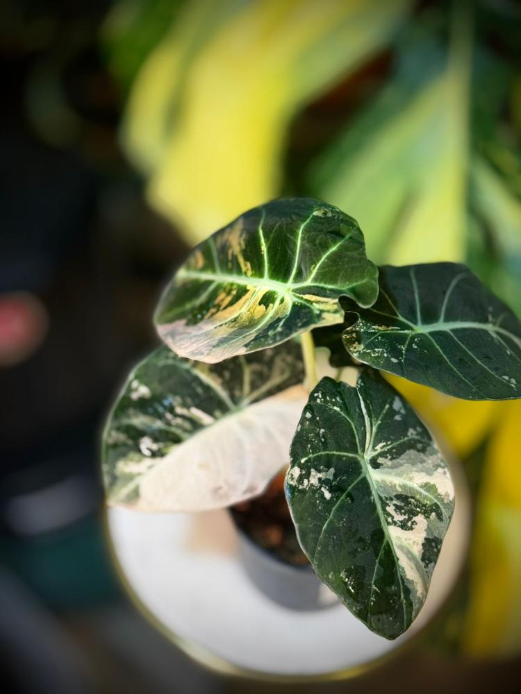 ALOCASIA BLACK VELVET PINK