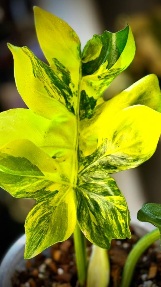 PHILODENDRON DISTANTILOBUM Variegated