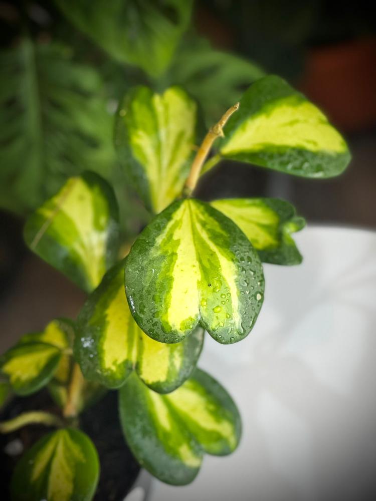 HOYA KERRII REVERSE VAR