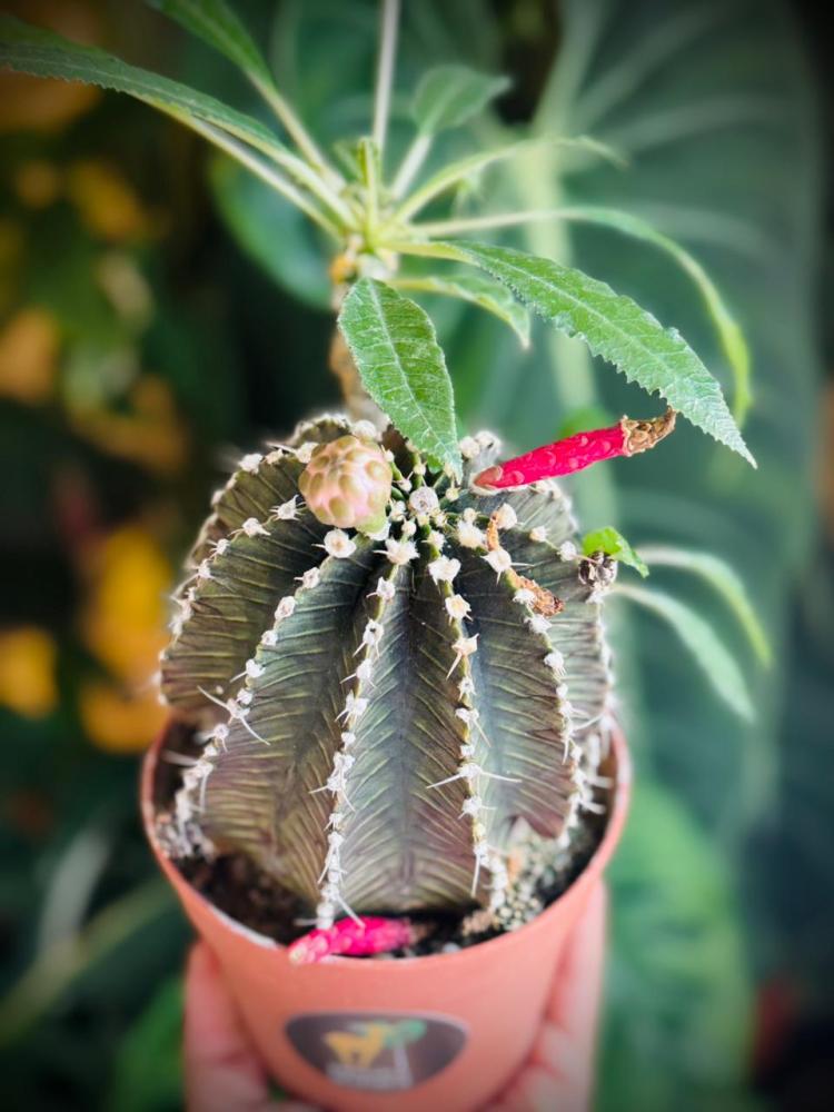 CACTUS MIX VARIETIES