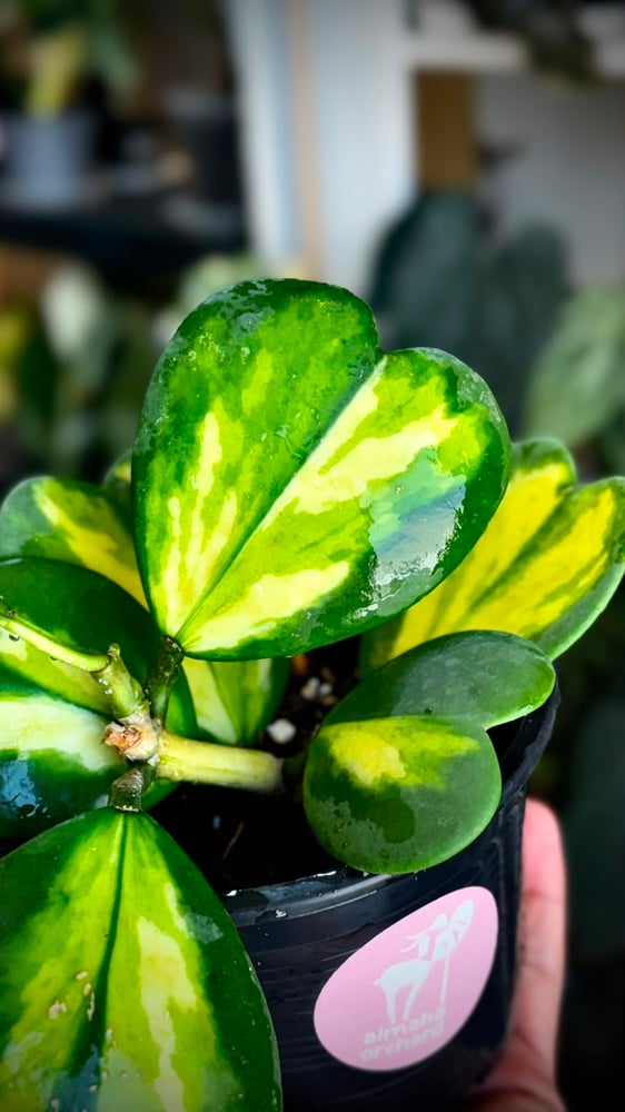 HOYA KERRII REVERSE VAR