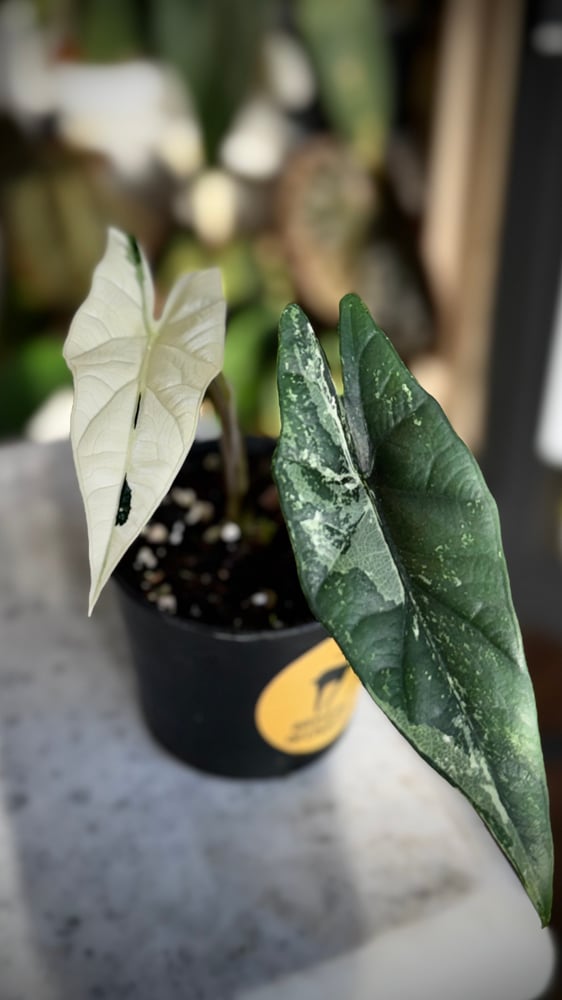 ALOCASIA SIMPO ALBO