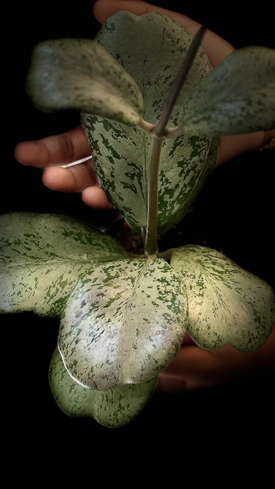 HOYA CHIANG DAO SILVER