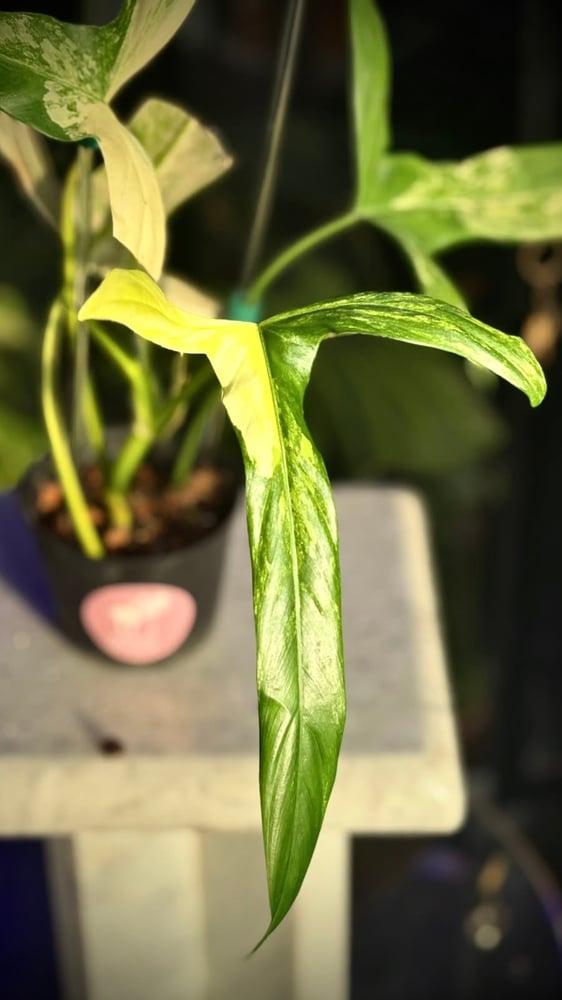 PHILODENDRON HOLTONIANUM VAR