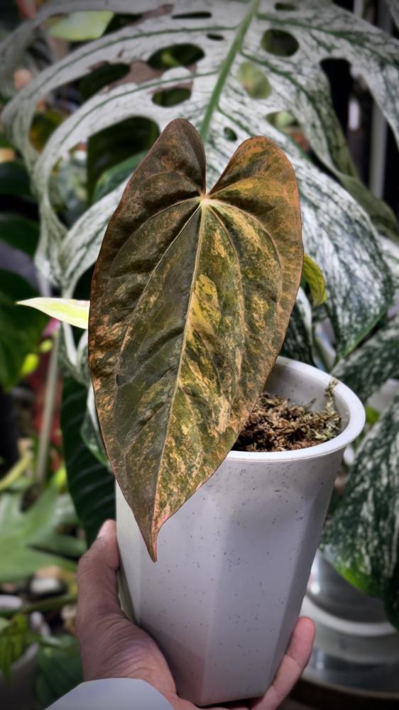 ANTHURIUM HYBRID VARIEGATED