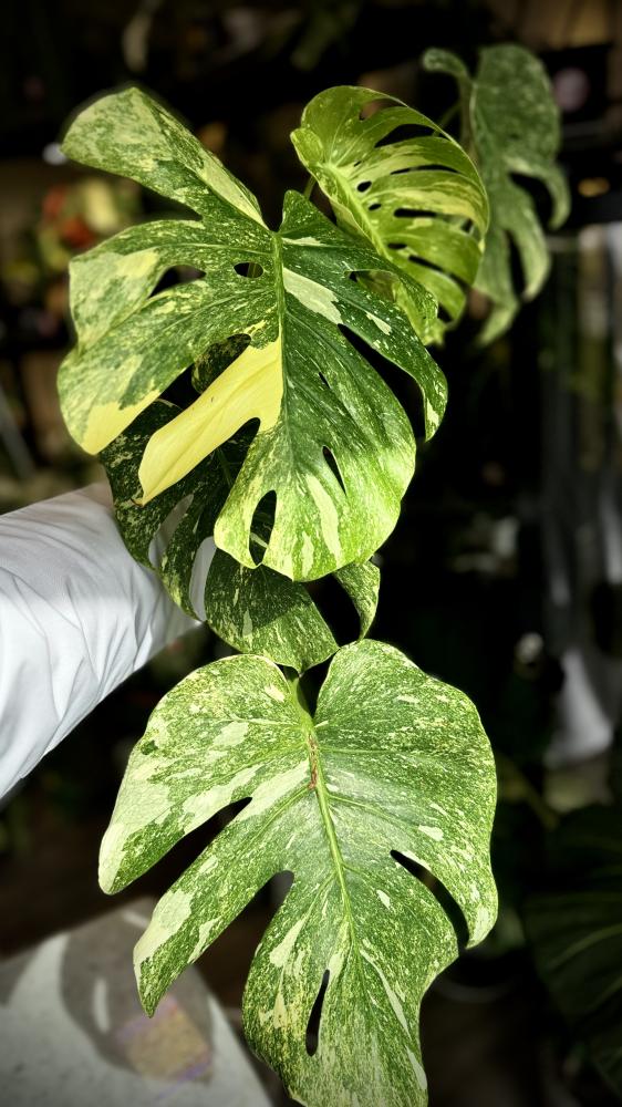 MONSTERA DELICIOSA LEGAZY