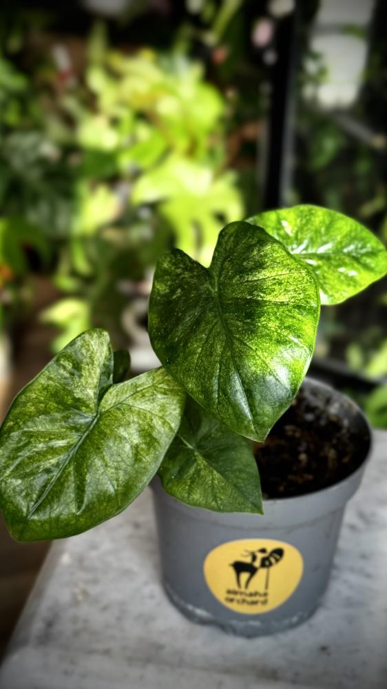 Alocasia Wentiee