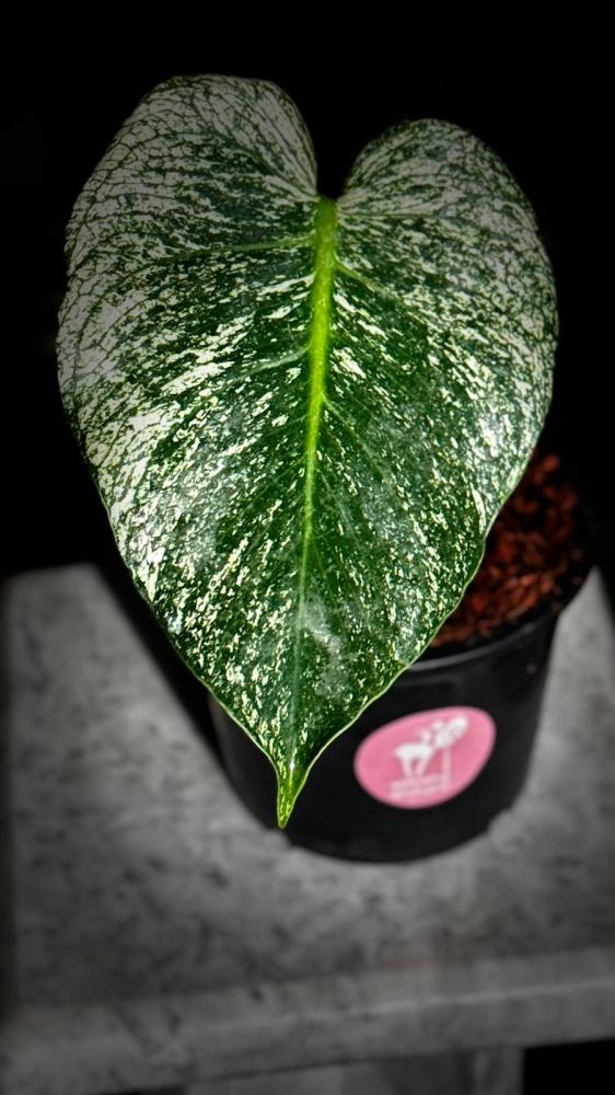 MONSTERA DEVIL MONSTER