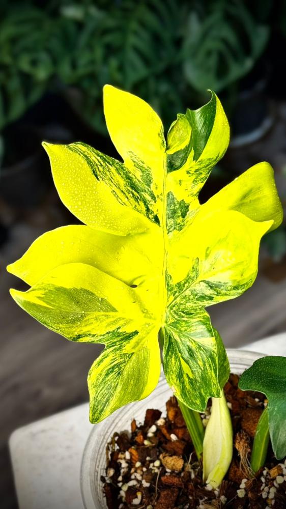 PHILODENDRON DISTANTILOBUM Variegated