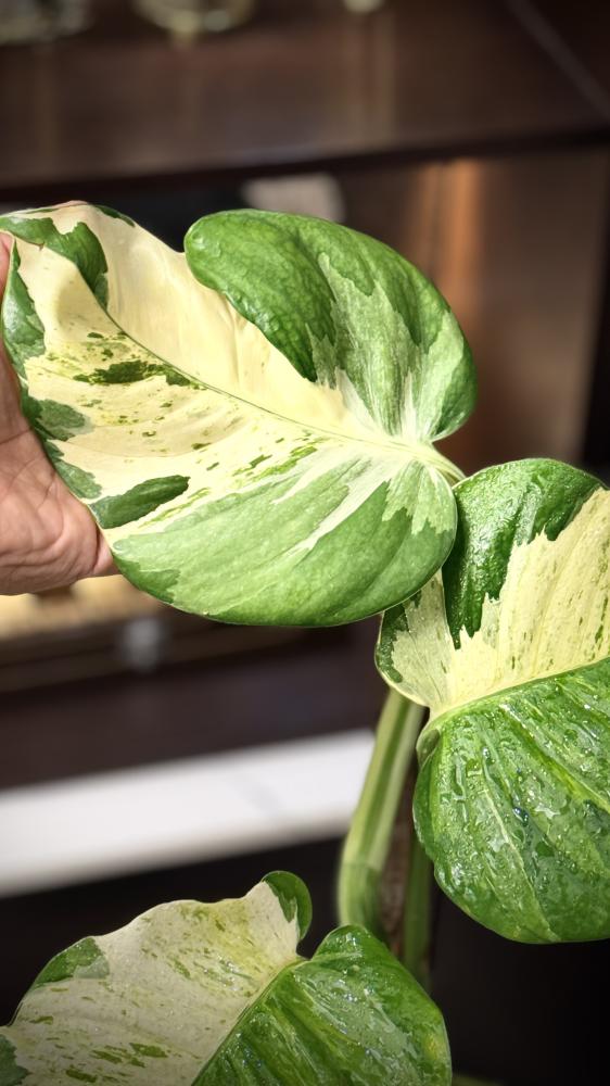 POTHOS N JOY (BIG LEAF)
