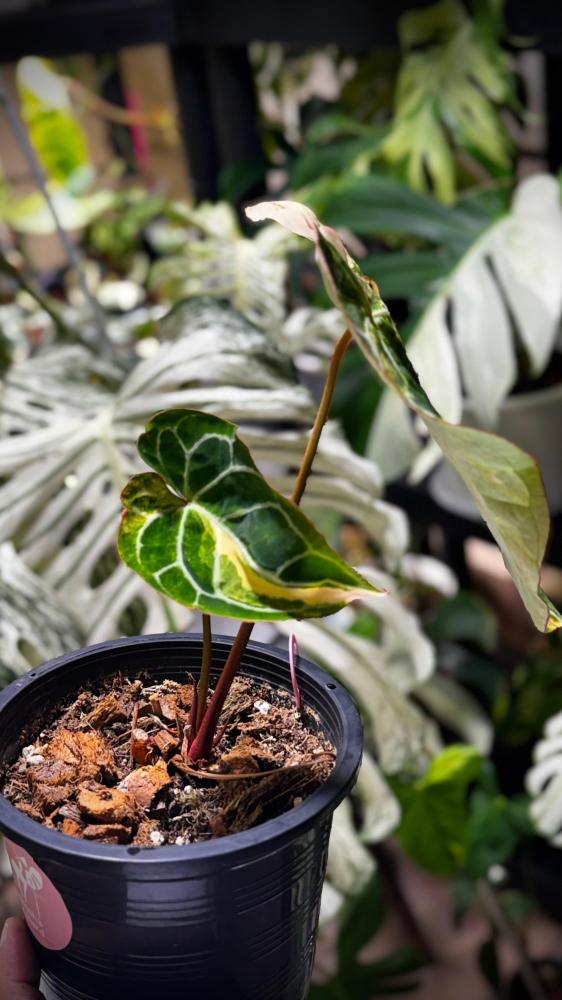 ANTHURIUM CRYSTALLINUM VARIEGATED