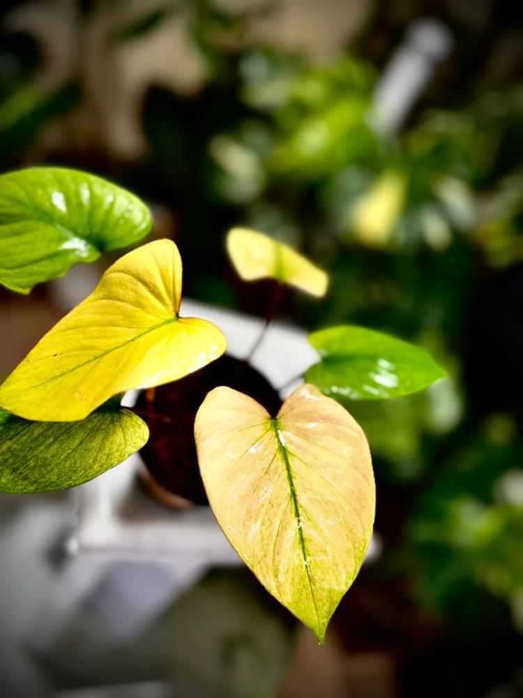 HOMALOMENA RUBESCENS MINT