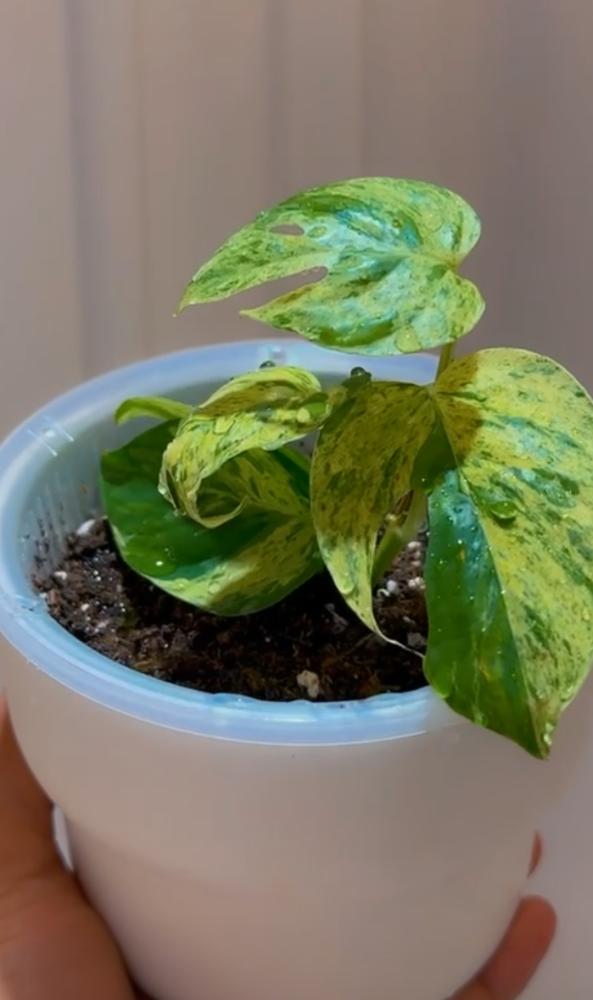 Epipremnum Pinnatum Marble Variegated
