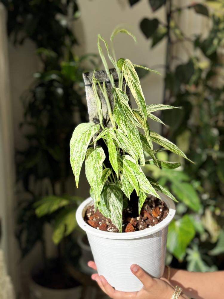 amydrium zippelianum variegated