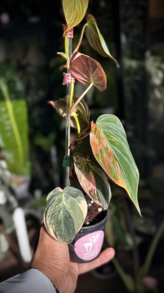 philodendron micans variegated
