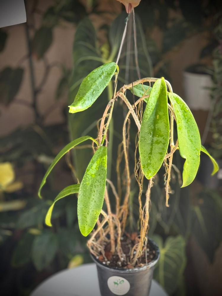 HOYA TREUBIANA