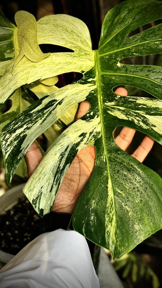 MONSTERA DELICIOSA MINT