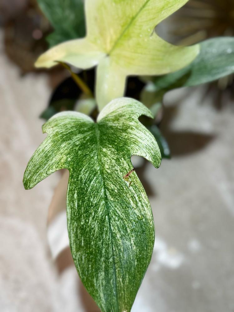 فيلوديندرون فلوريدا قوست - Philodendron Florida Ghost