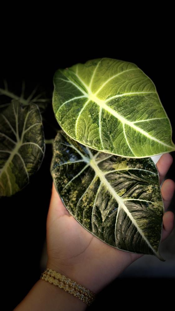 ALOCASIA BLACK VELVET GOLD