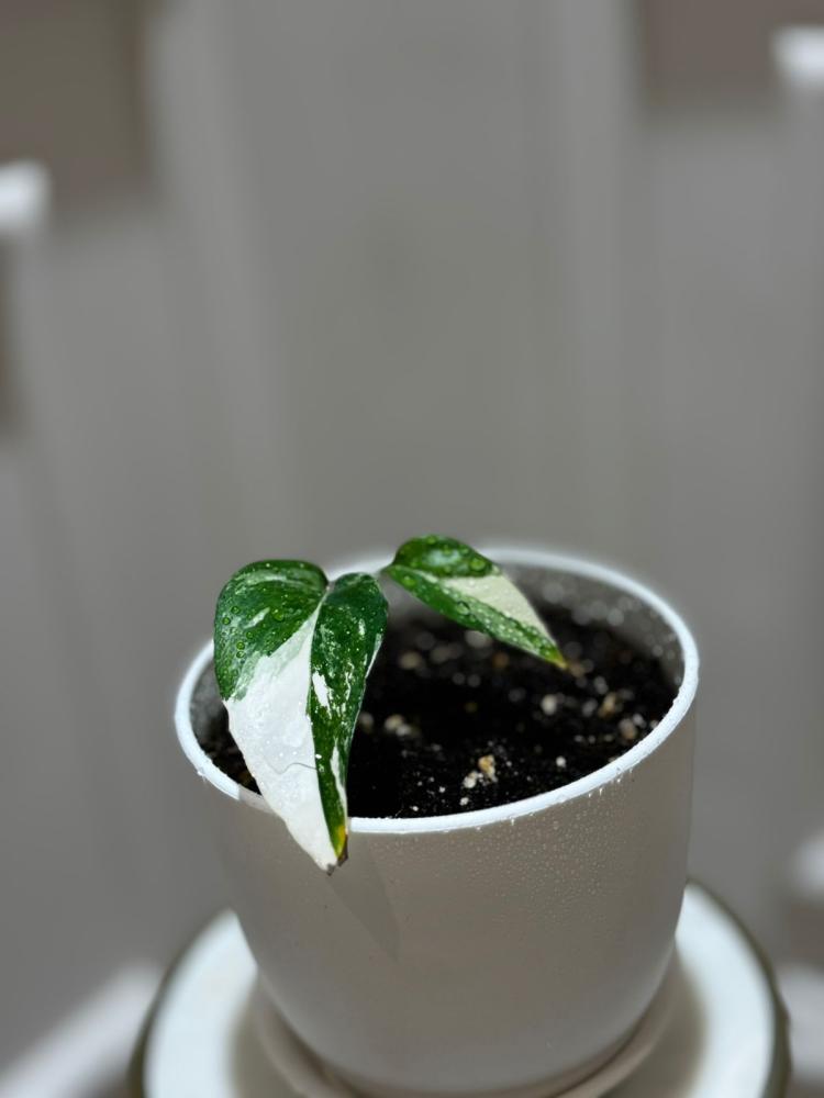 Epipremnum pinnatum albo variegata, Rarität