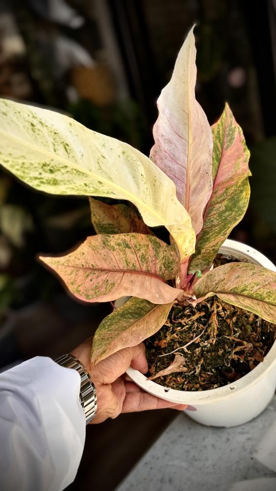 anthurium renaissance variegated