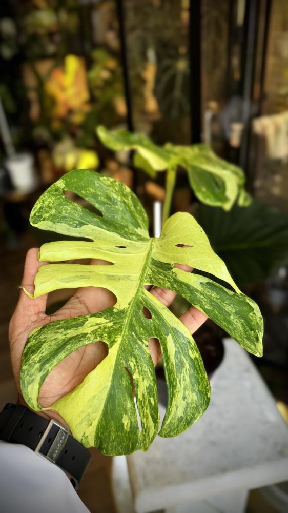 MONSTERA OCEAN  MINT