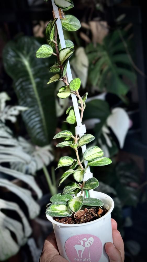 HOYA MATHILDE VARIEGA