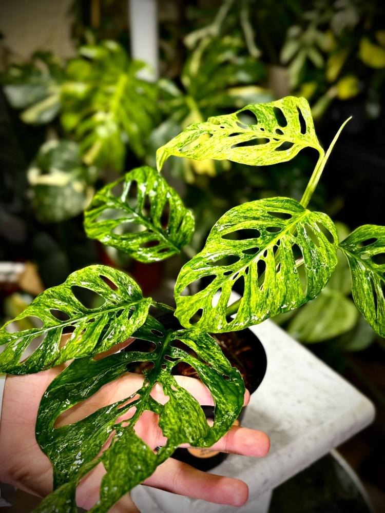 MONSTERA LANIATA MOTTLED  Variegated