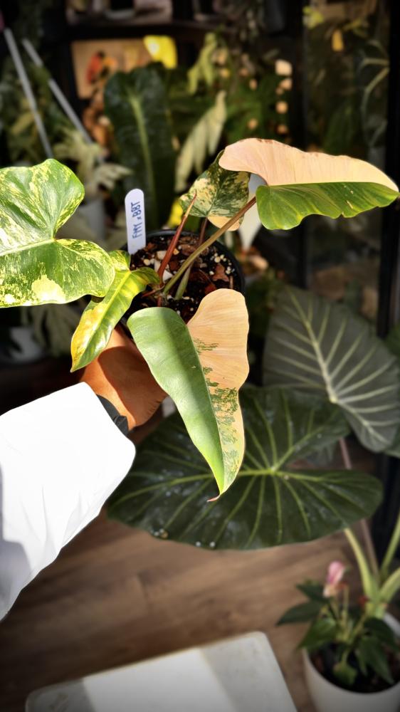 Philodendron (Florida x Mayoi) x Black Bellietiae