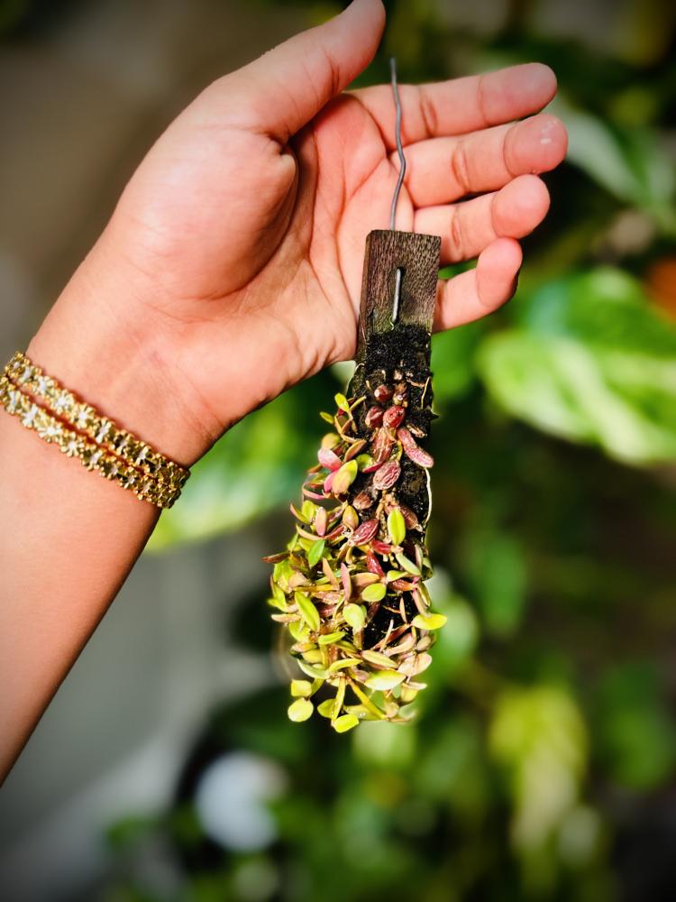 MINI ORCHID - DENDROBIUM HYMENANTHUM ORCHID