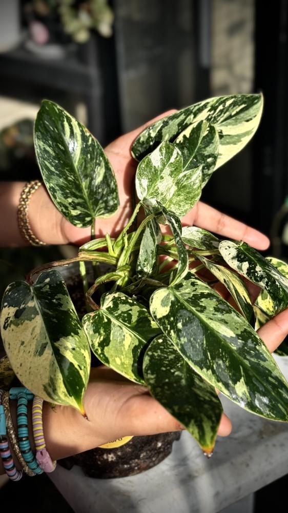 PHILODENDRON EMERALD QUEEN
