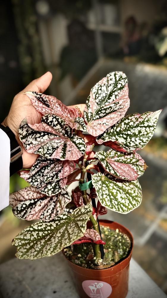 BEGONIA REX MIX VARIETIES