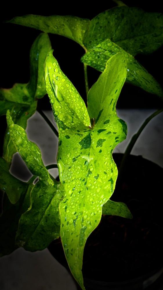 SYNGONIUM ANGUSTATUM FROG